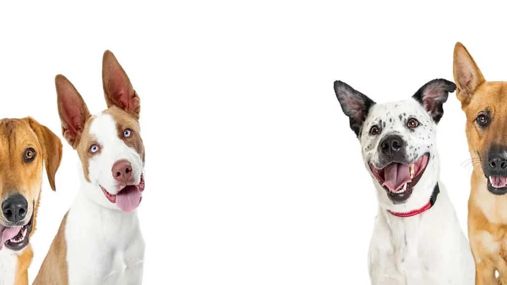 Alpharetta-Dogs-N-Friends-Mobile-Dog-Grooming