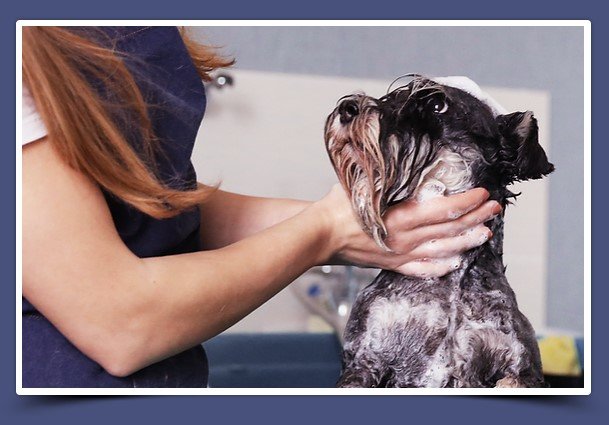 Lawrenceville-Bathing-and-Brushing - Mobile Dog Grooming Service in Lawrenceville GA
