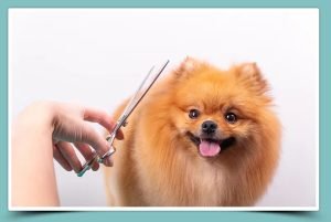 Lawrenceville-Full-Dog-Grooming - Mobile Dog Grooming Service in Lawrenceville GA