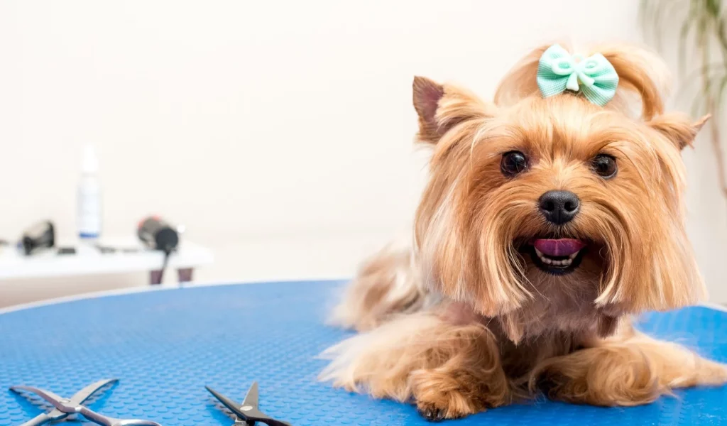 Dog Grooming services