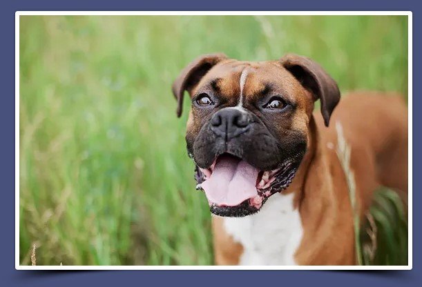 Roswell Dog's Flea & Tick Treatments
