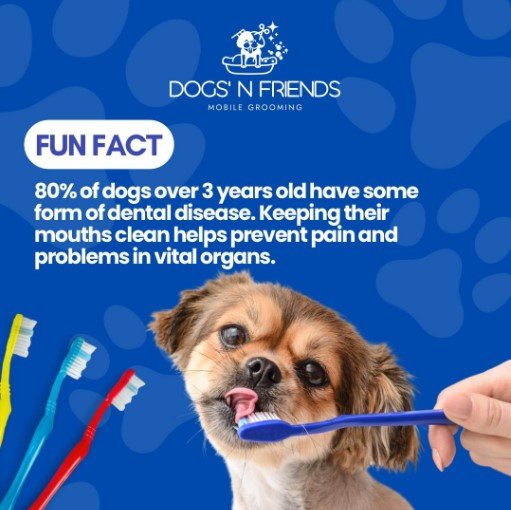 Dog's Freinds Near Me