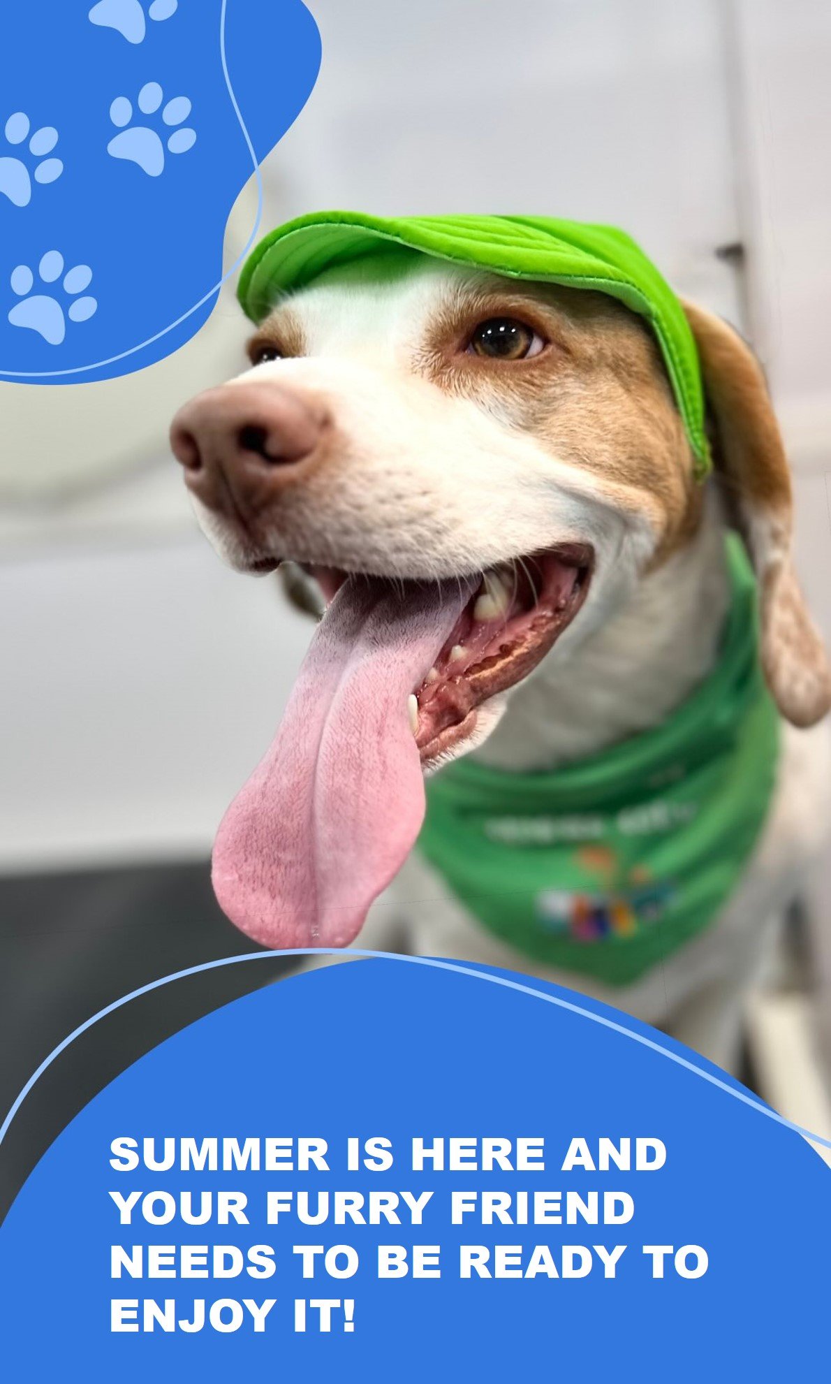 Best Mobile Dog Grooming Duluth GA